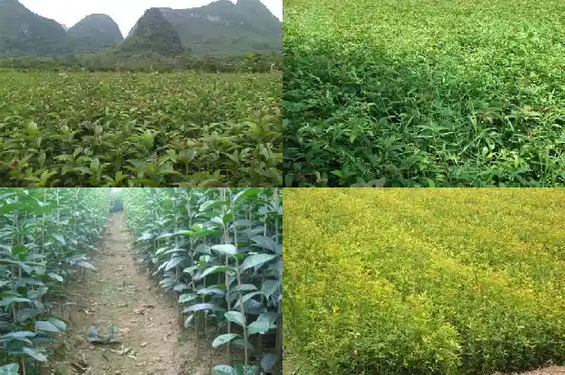 桂花树高度跟什么的高度相同呢1686097805473