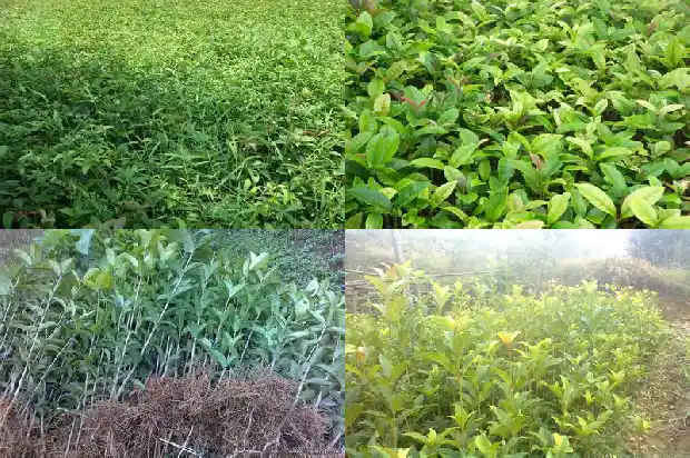 桂花树高度胸径多少厘米正常1686097828049