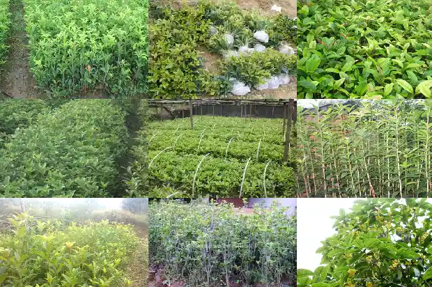 桂花树高度胸径多少厘米正常1686097828097