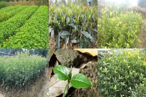 桂花树高度胸径多少厘米正常1686097828192