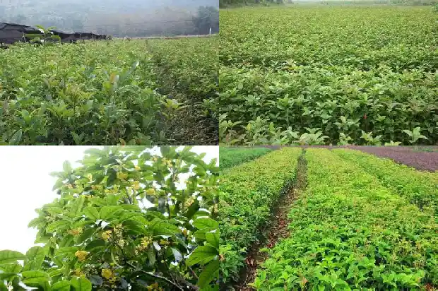 桂花树高度冠径胸径是多少米1686097848057