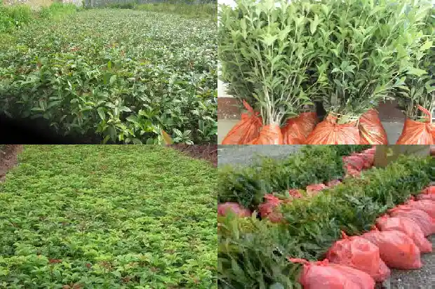 桂花树能对窗户栽吗1686097883347