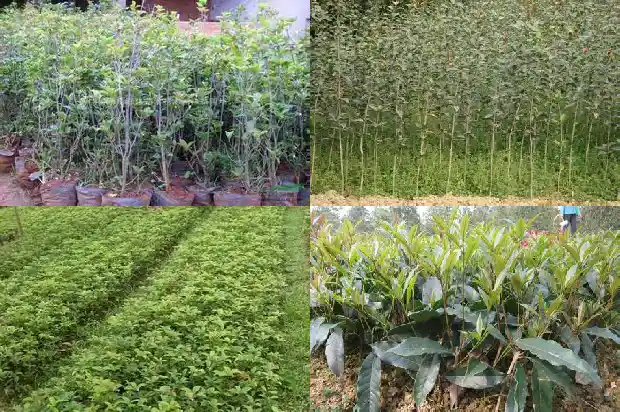 桂花树能对窗户栽吗1686097883394