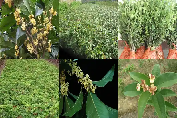 桂花树对窗户好不好1686097901258