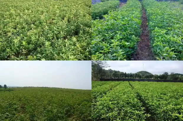 桂花树对窗户好不好1686097901305