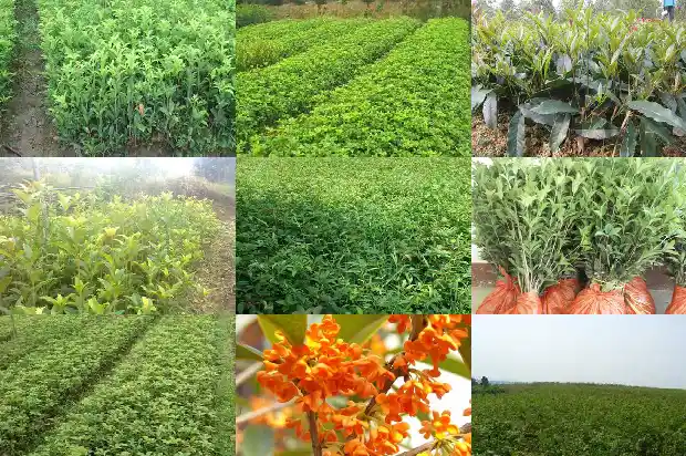 桂花的药用作用与功效1689208466998