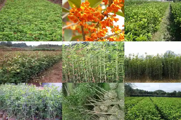 桂花树种在家门前好不好1686097916293
