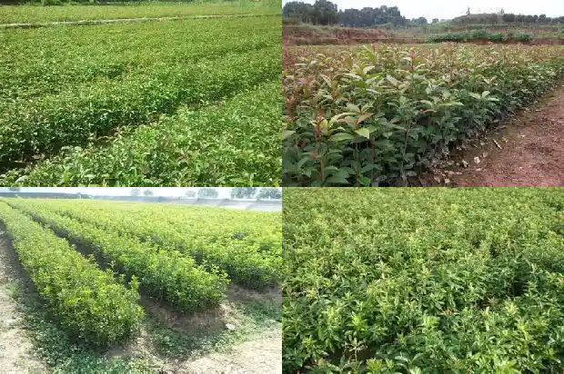 桂花树种在家门前好不好1686097916339