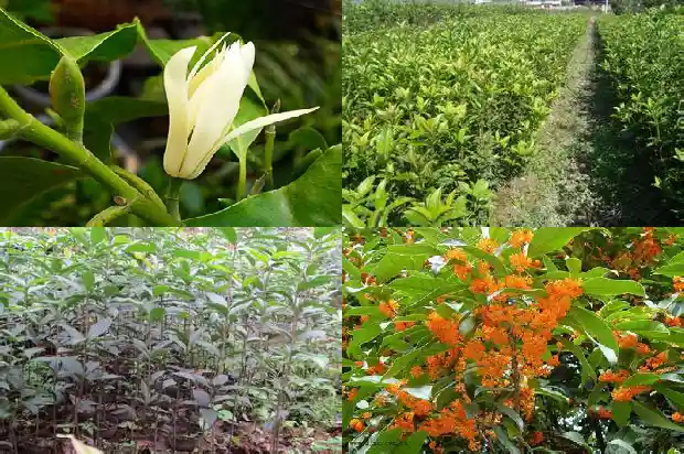 桂花树种对窗户好不1686097941159
