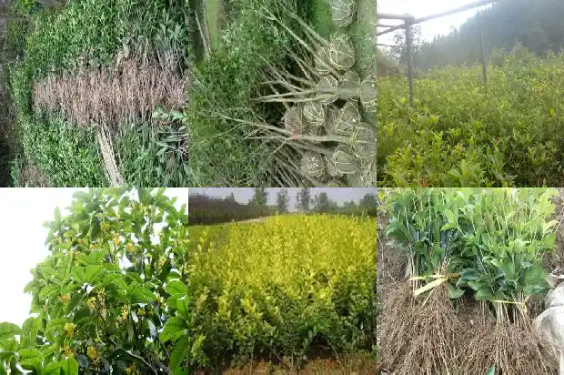 桂花树种对窗户好不1686097941207
