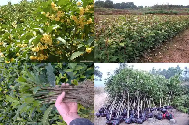 桂花树种在窗户前好吗风水好吗1686097965007