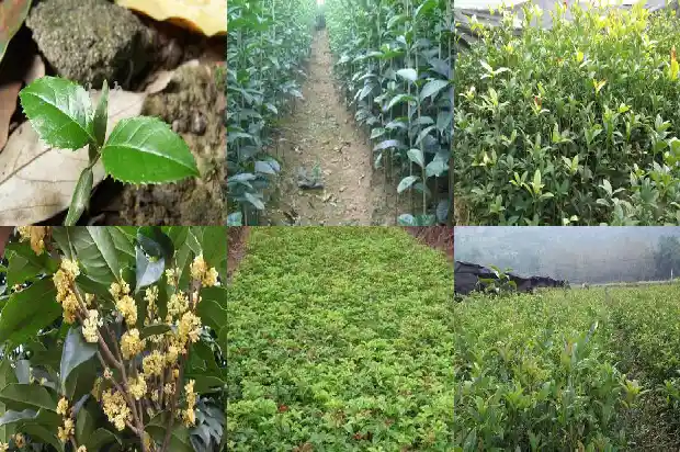 桂花树种在窗户前好吗风水好吗1686097965100