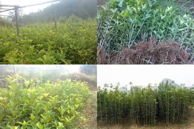 桂花树对着窗户好不好1686097987483