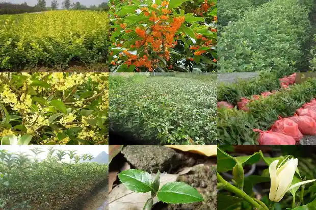 桂花树能对着窗户吗好吗1686098025708