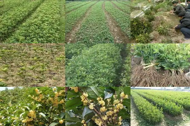 桂花树对着窗户会破坏风水吗1686098041303