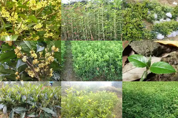 桂花树能对着窗户中间吗好吗1686098057006