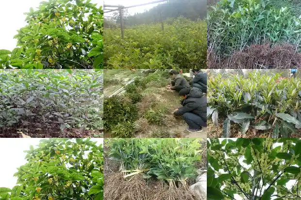 桂花树宽多少米最好看呢1686098081011