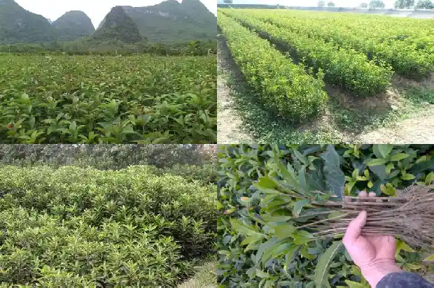 桂花树适合在家养吗1688792653310