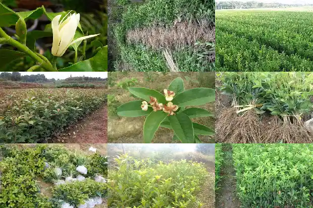 桂花树的长度和宽度是多少呢1686098170247