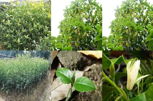 桂花树的长度和宽度是多少呢1686098170295