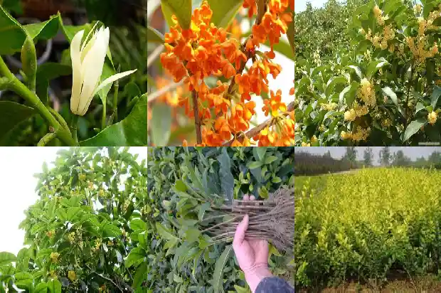 桂花树的长度是多少米以上1686098192055