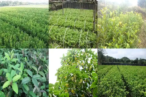桂花树的长度是多少米以上1686098192150
