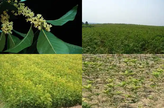 桂花树的高度和冠幅有关吗1686098216394