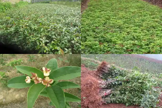 桂花树的高度和冠幅有关吗1686098216441