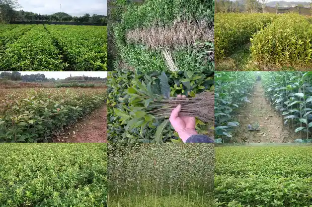 桂花树的高度和冠幅有关吗1686098216486