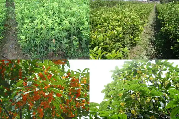 10月份开的桂花是什么品种1690504880086