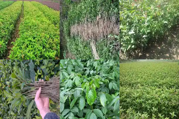 桂花树的高度和宽度是多少?1686098238803