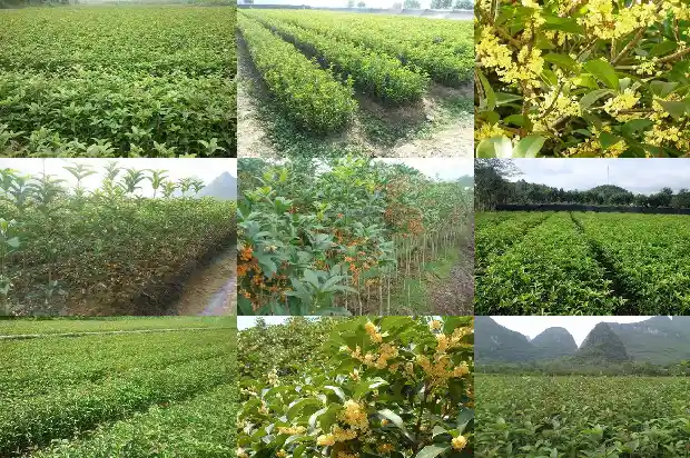 桂花树的高度和宽度是多少?1686098238851
