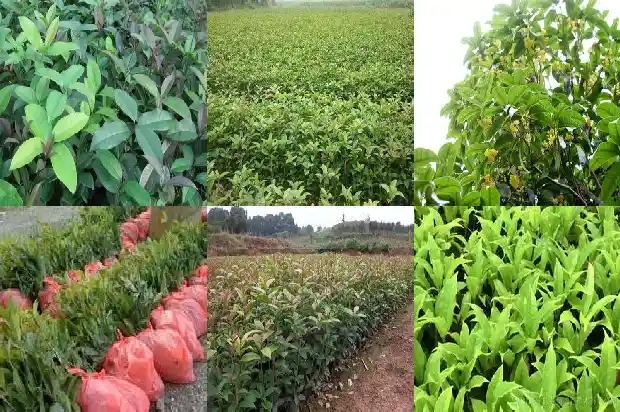 最矮的桂花树是哪种1686098258536