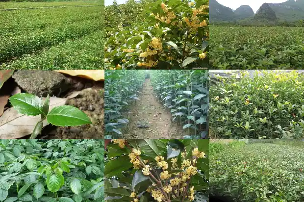 桂花树一般有多高啊多少米1686098334930