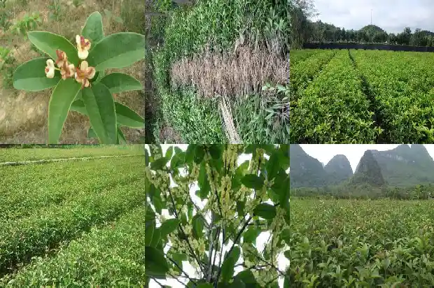 桂花树院子在什么地方好看呢1686098354509