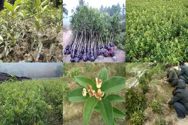 桂花树院子在什么地方好养活呢1686098374378