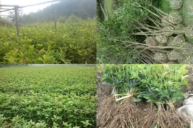 桂花树栽在院子什么地方好风水1686098417560