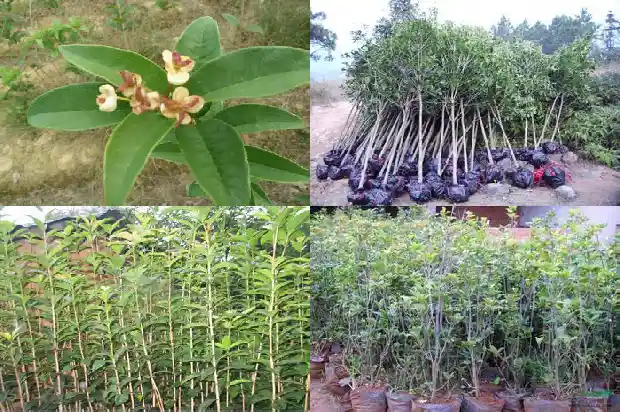 桂花树栽在院子什么地方好风水1686098417608