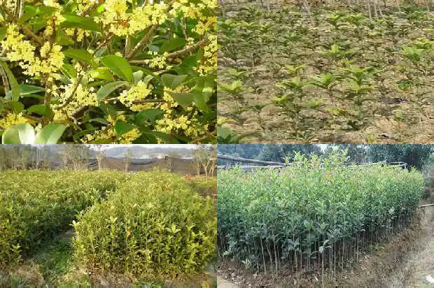 院内有桂花树好吗1686098437429