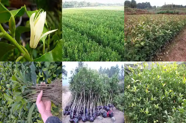 院内有桂花树好吗1686098437522