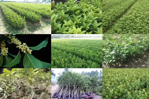 桂花树种院子里好吗风水好吗1686098461754