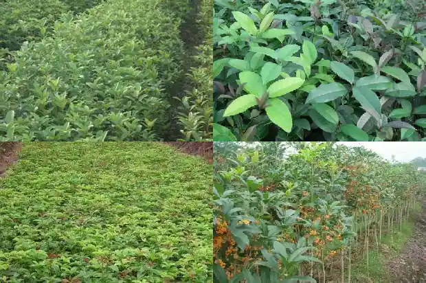 桂花树种院子里好吗风水好吗1686098461849