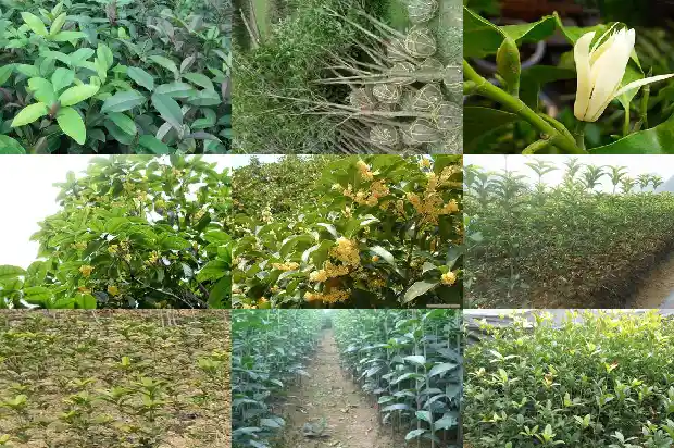 桂花树栽在院子哪个位置1686098483640