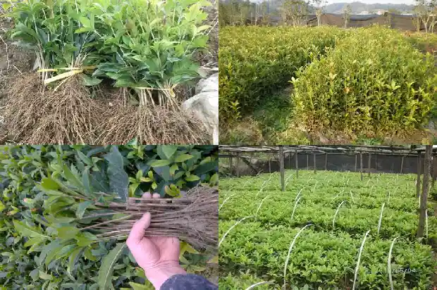 桂花树栽在院子哪个位置1686098483687