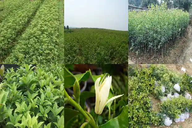 院子里的桂花树开出了花的后一句是什么1686098520153