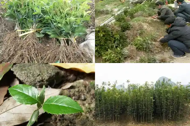 院子里的桂花树开出了花的后一句是什么1686098520200