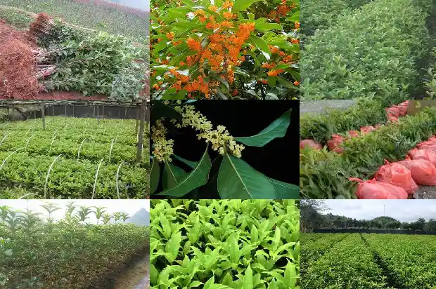 院子里的桂花树开出了花的后一句是什么1686098520247