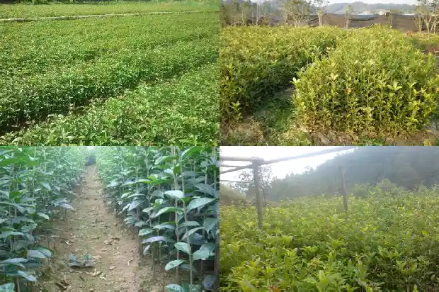 我家院子后面的小山上种了很多桂花树把句子写具体1686098537677