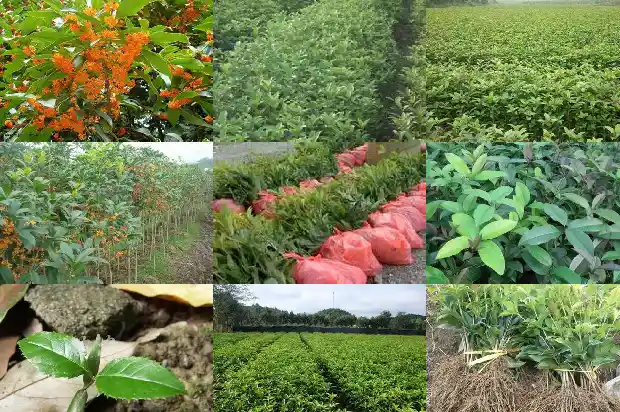 我家院子后面的小山上种了很多桂花树把句子写具体1686098537724