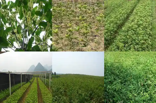 我家院子后面的小山上种了很多桂花树把句子写具体1686098537772